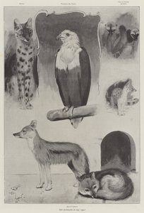 Nowi lokatorzy zoo
